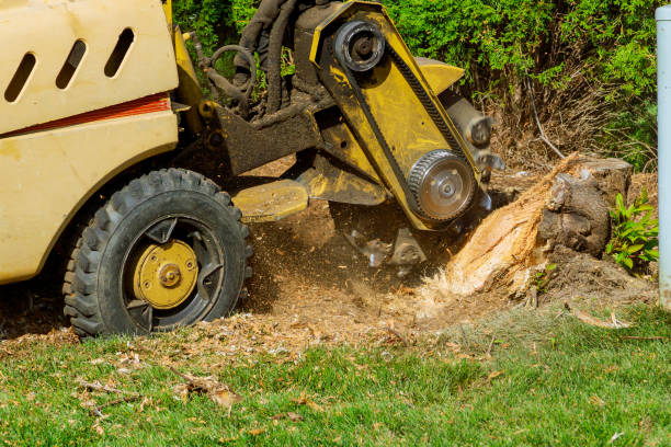 How Our Tree Care Process Works  in  Mccoll, SC